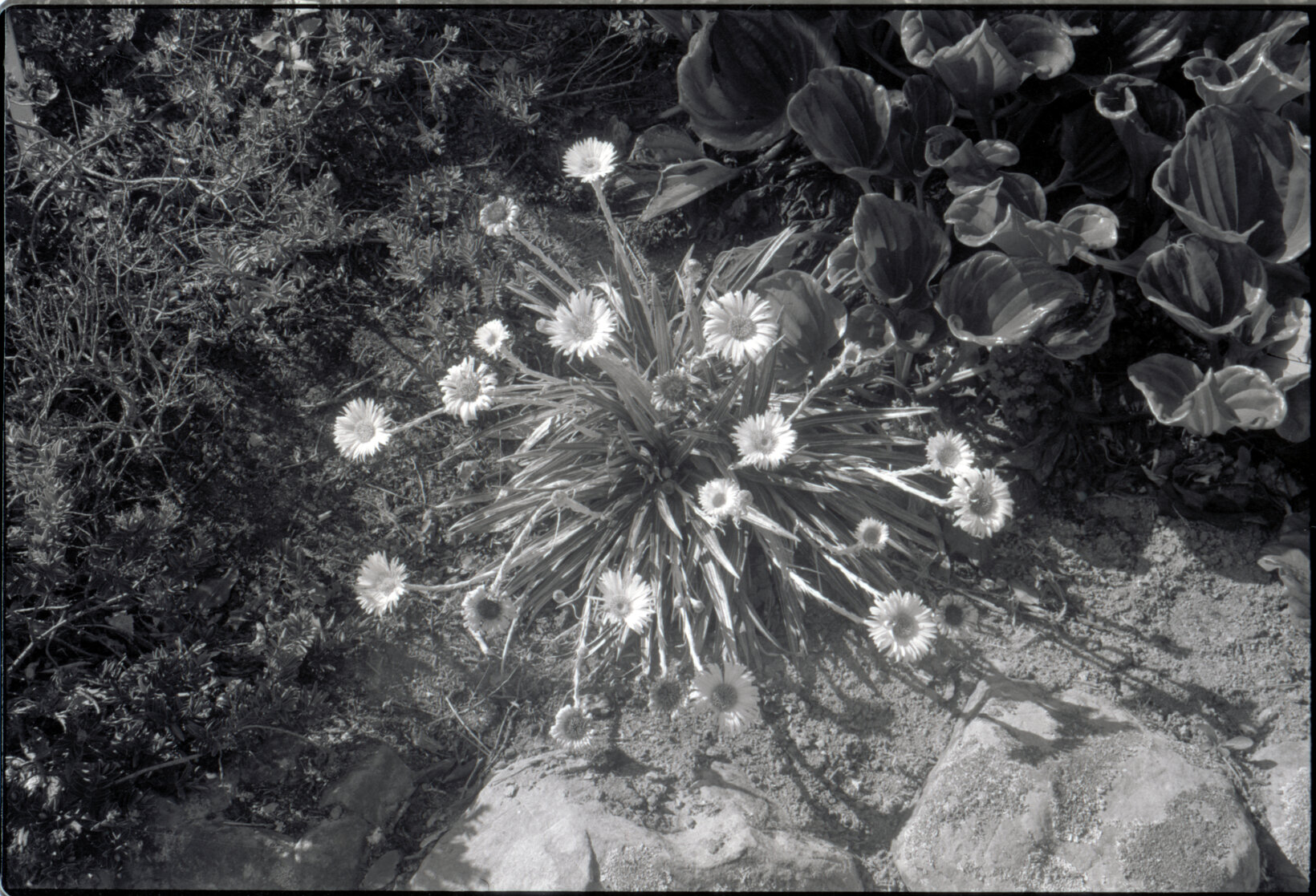 Otari Gardens, shrubs etc