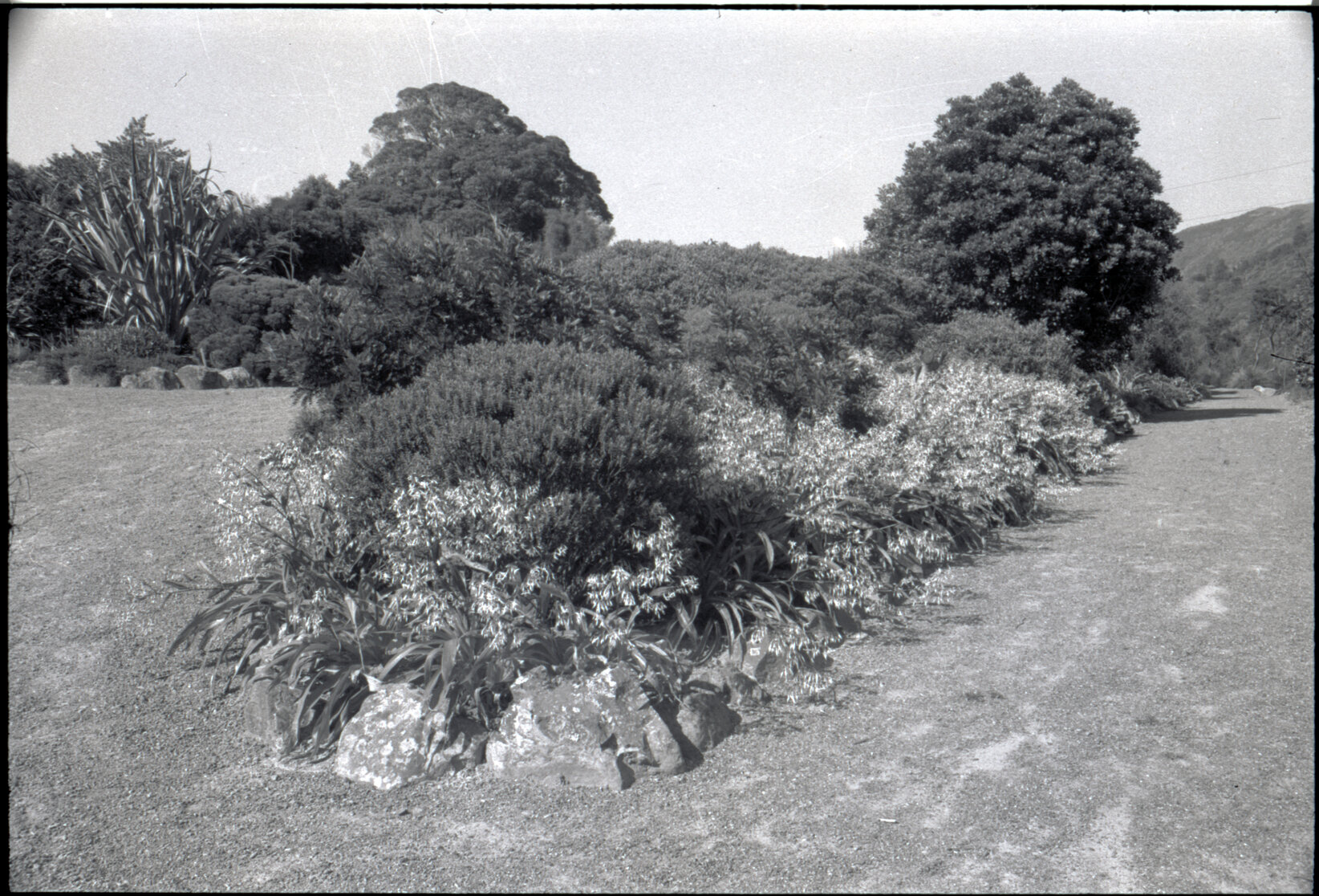 Otari Gardens, Otari old generic borders, Phormium 'Goliath' on left