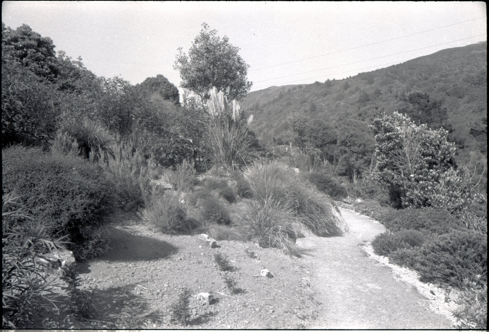 Otari Gardens, Otari old generic borders