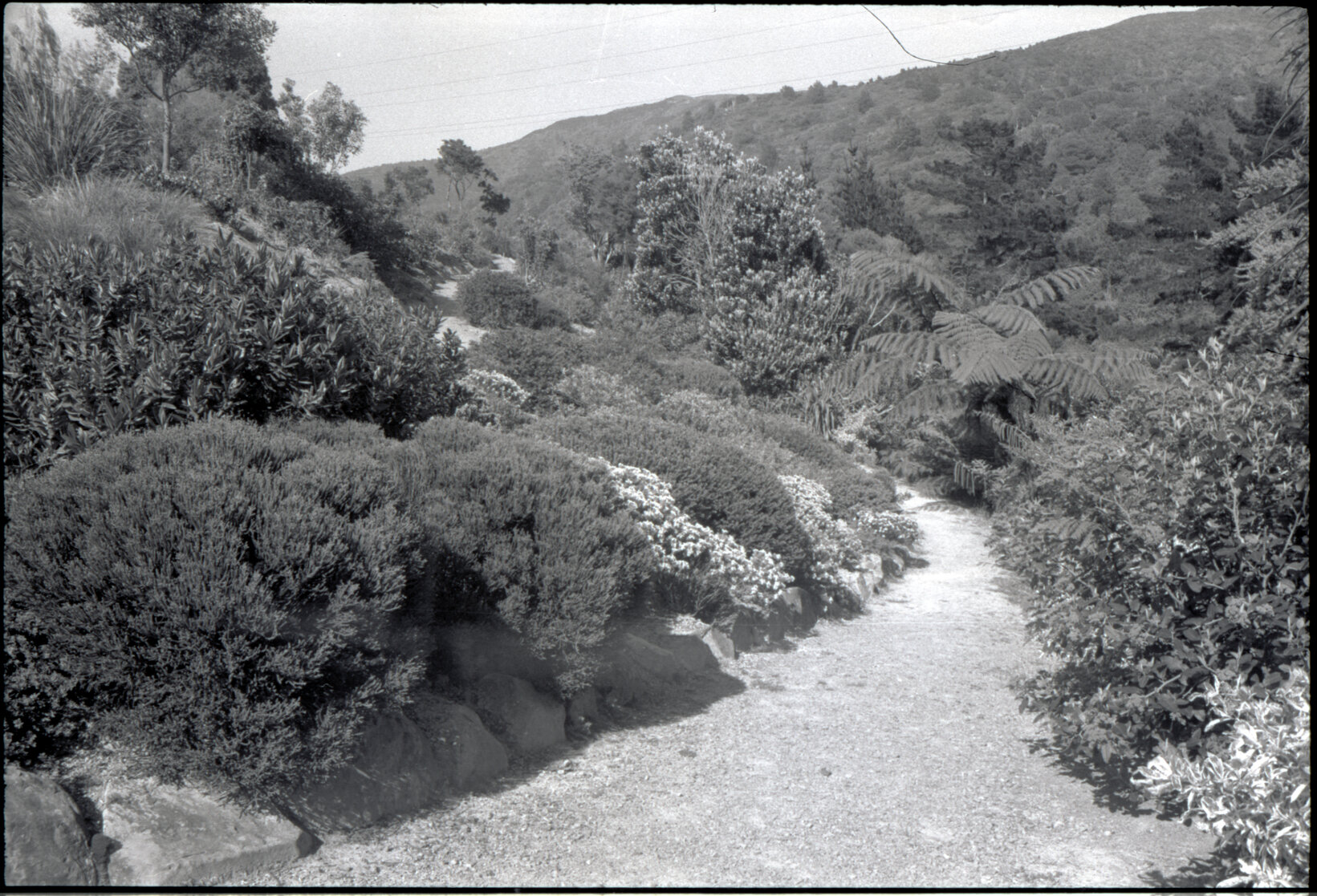 Otari Gardens, shrubs etc