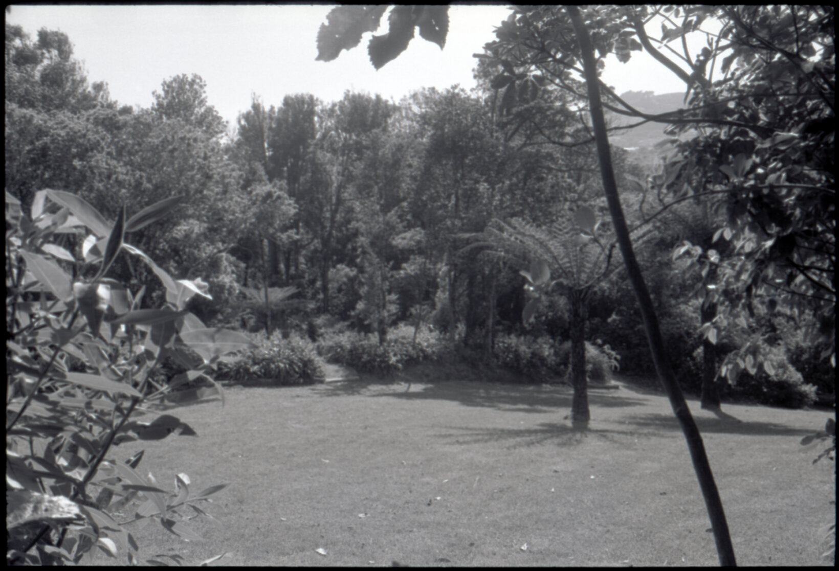 Otari Gardens, Otari ponga lawn