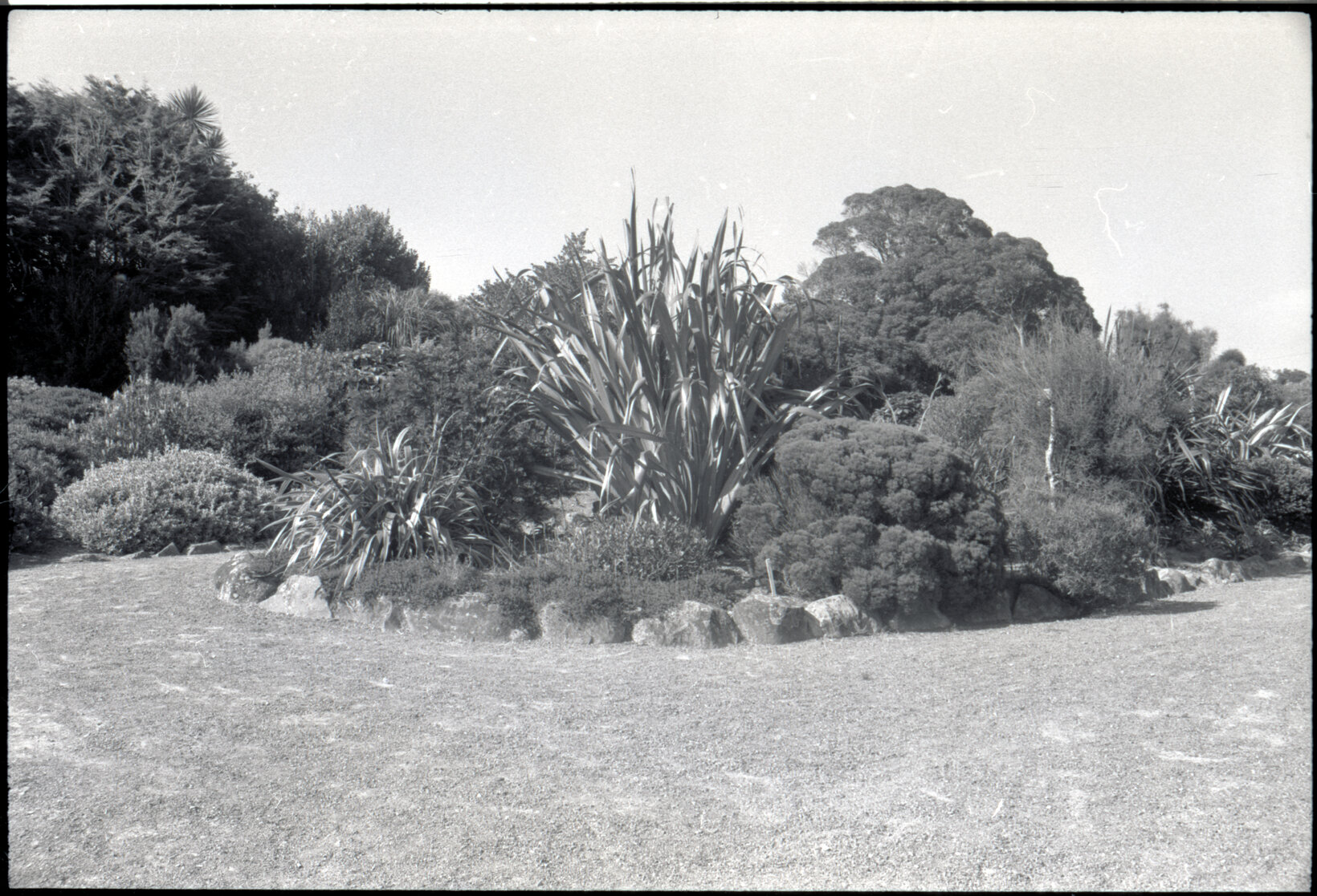 Otari Gardens, Phormium tenax 'Goliath'