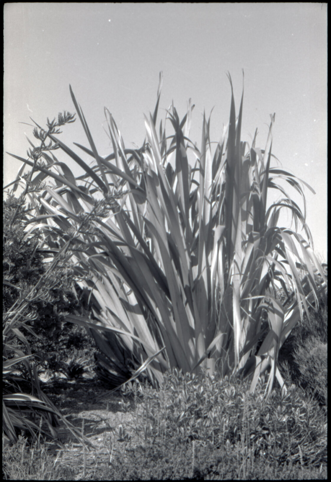 Otari Gardens, shrubs etc
