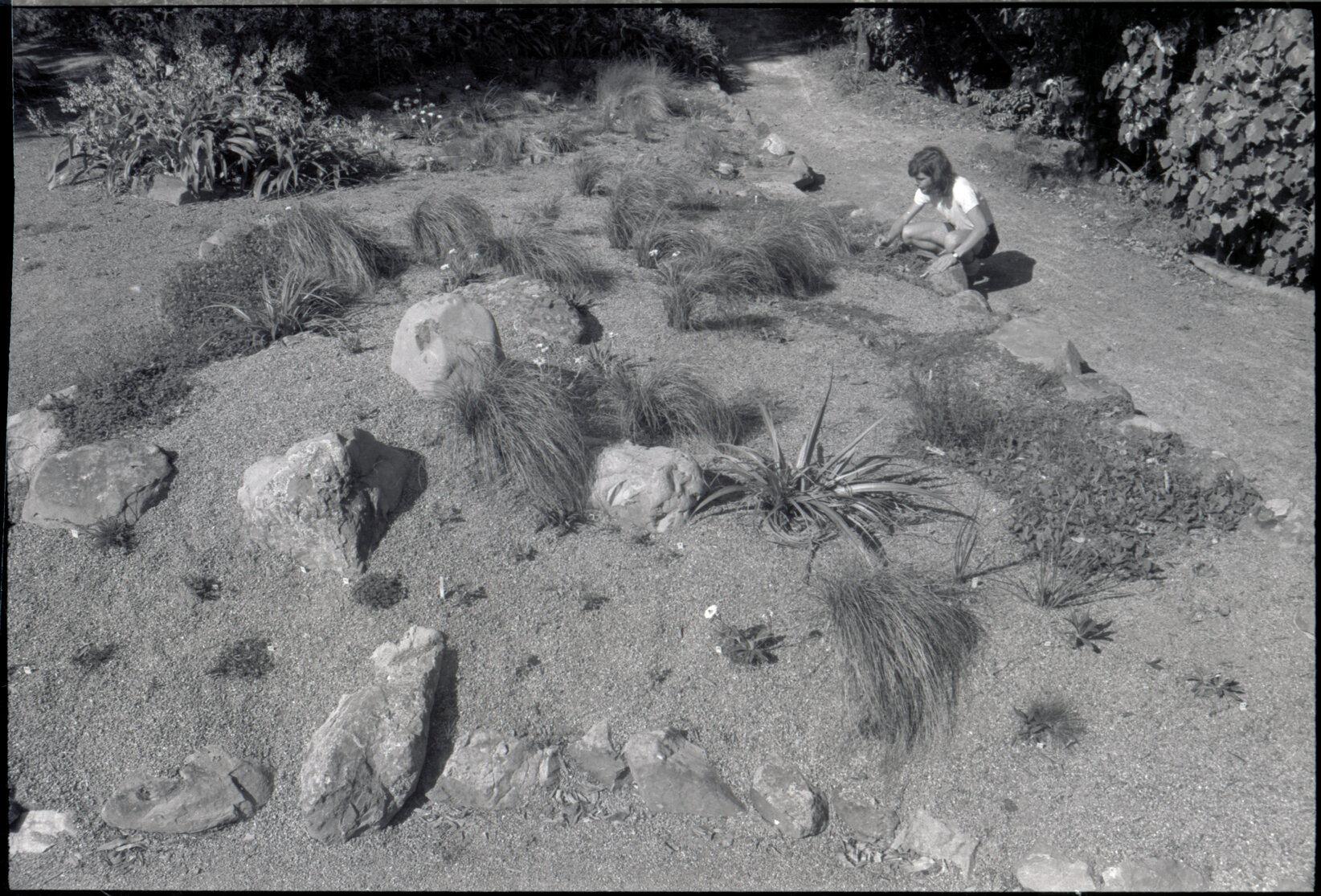 Otari Gardens, Old alpine rock garden, pre-1999
