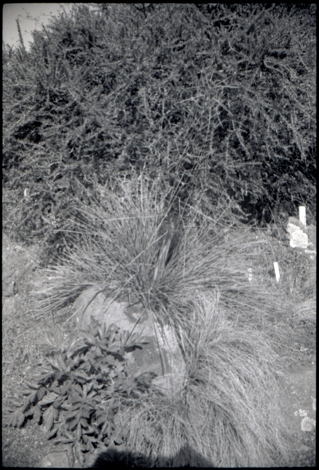 Otari Gardens, shrubs etc