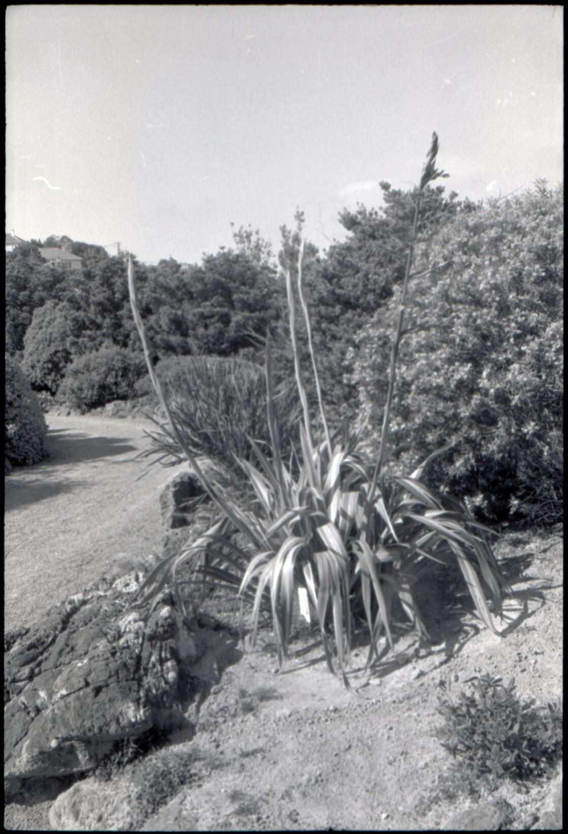Otari Gardens, shrubs etc