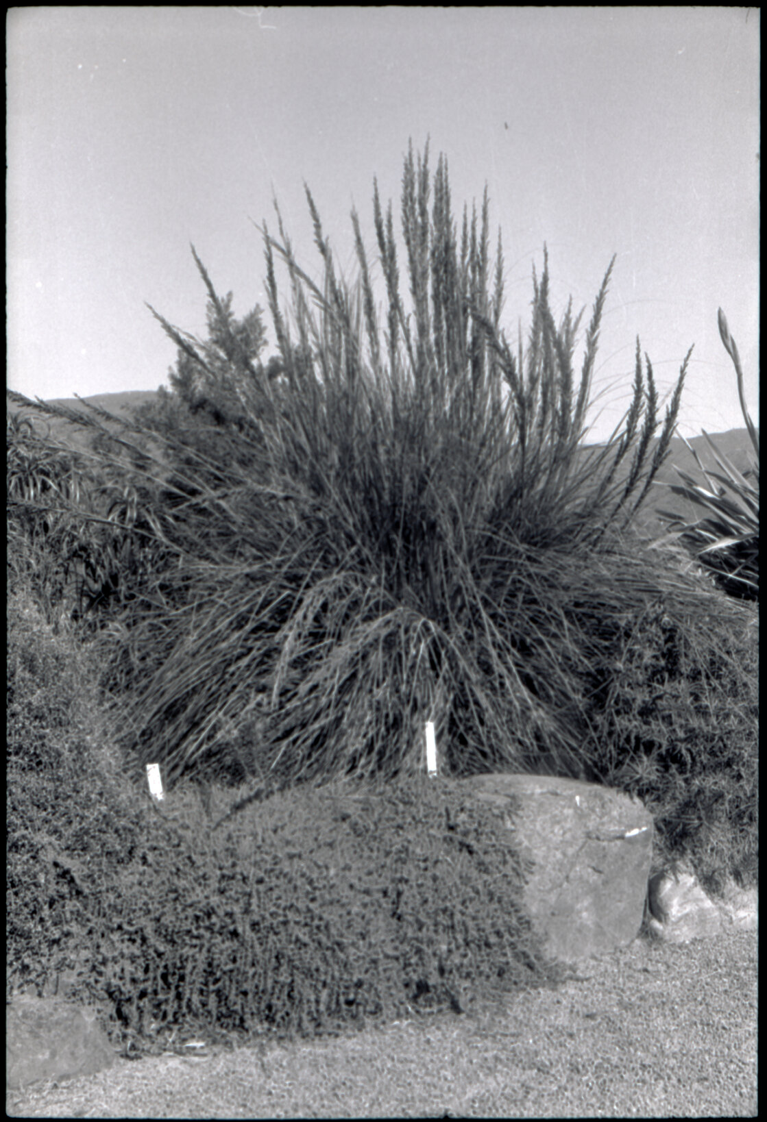 Otari Gardens, shrubs etc