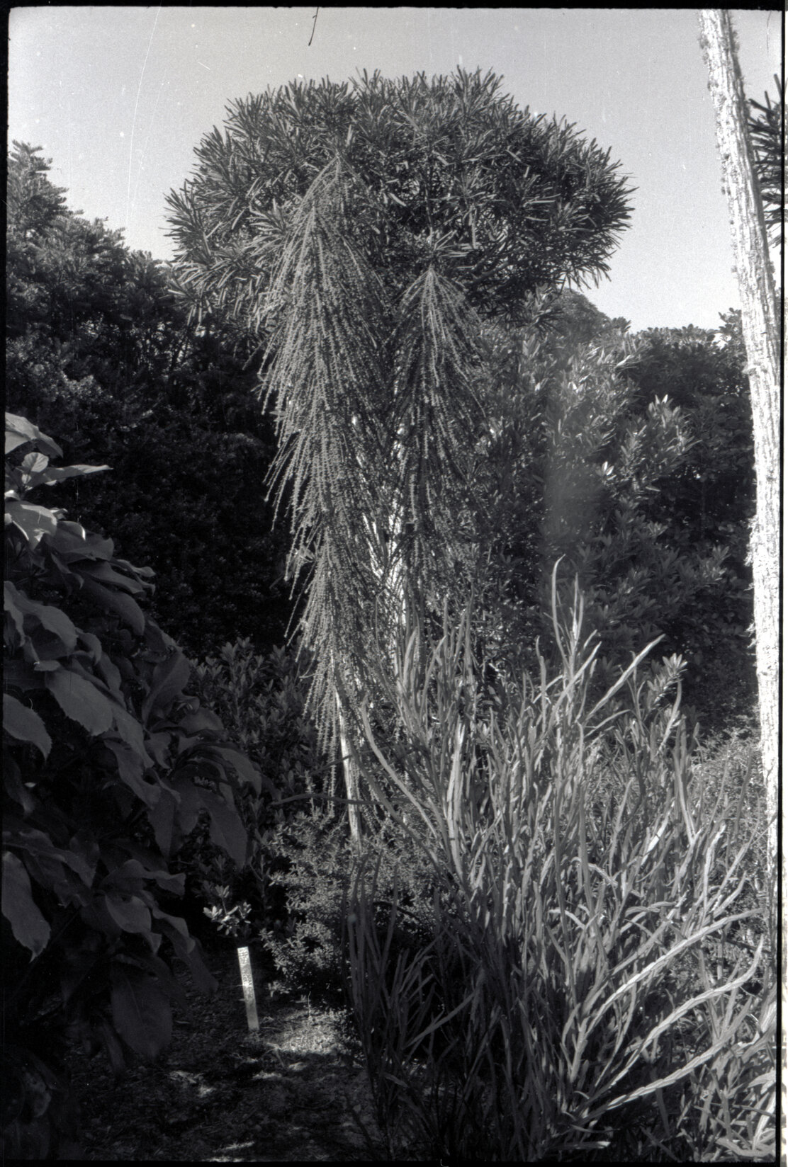 Otari Gardens, shrubs etc