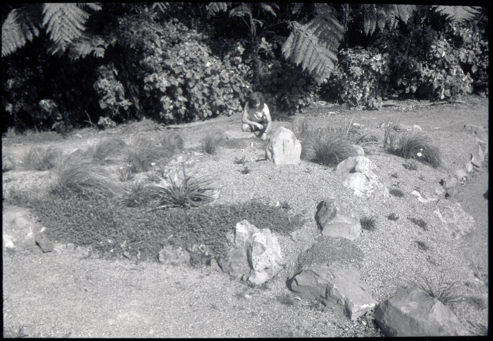 Otari Gardens, Old alpine garden, near bush edge