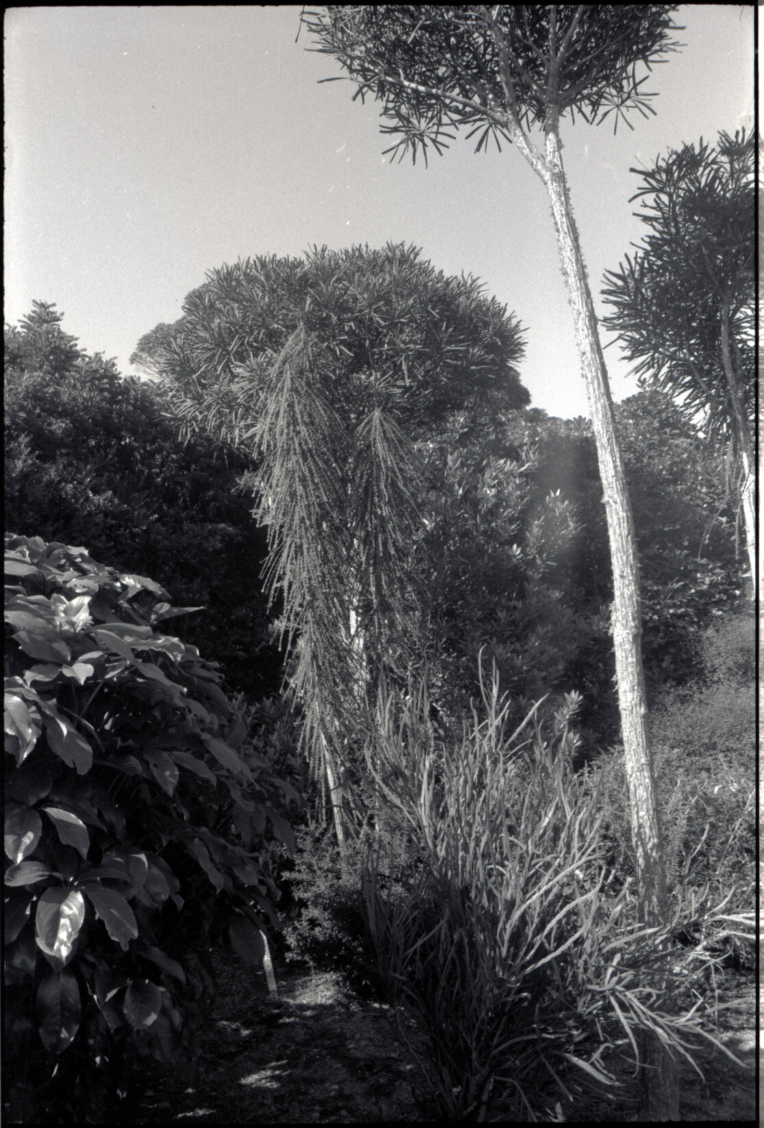 Otari Gardens, shrubs etc