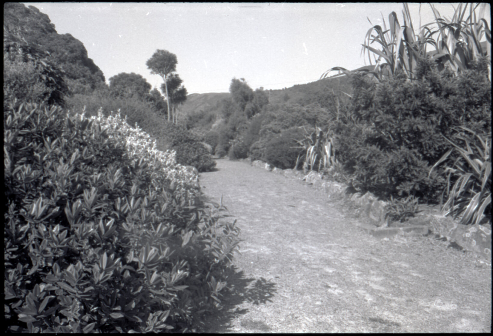 Otari Gardens, Otari old generic borders, Goliath flax on right