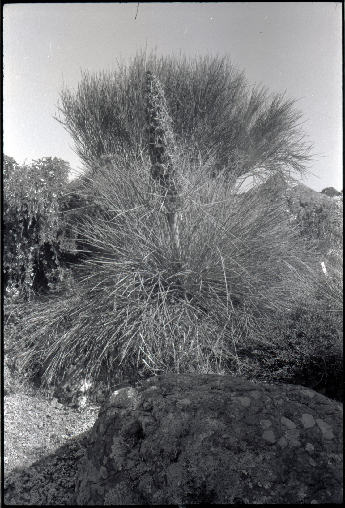 Otari Gardens, Aciphylla squarrosa, Carmichaelia muritai