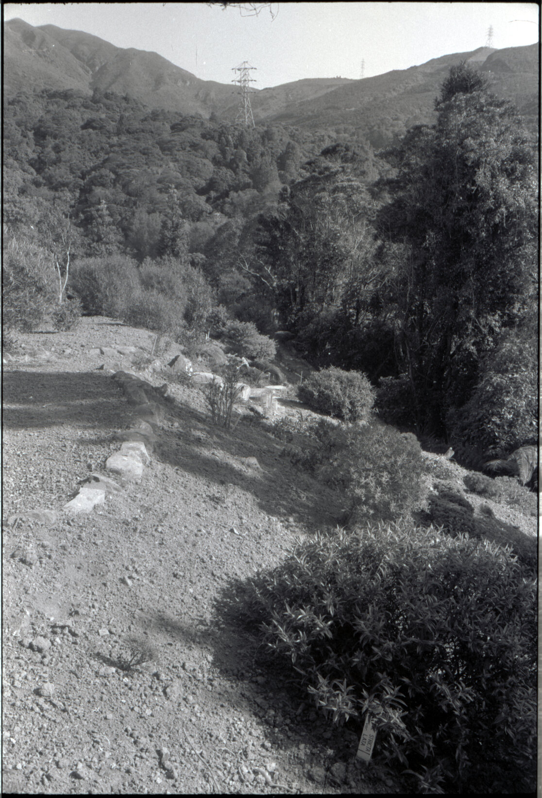 Otari Gardens, old generic borders
