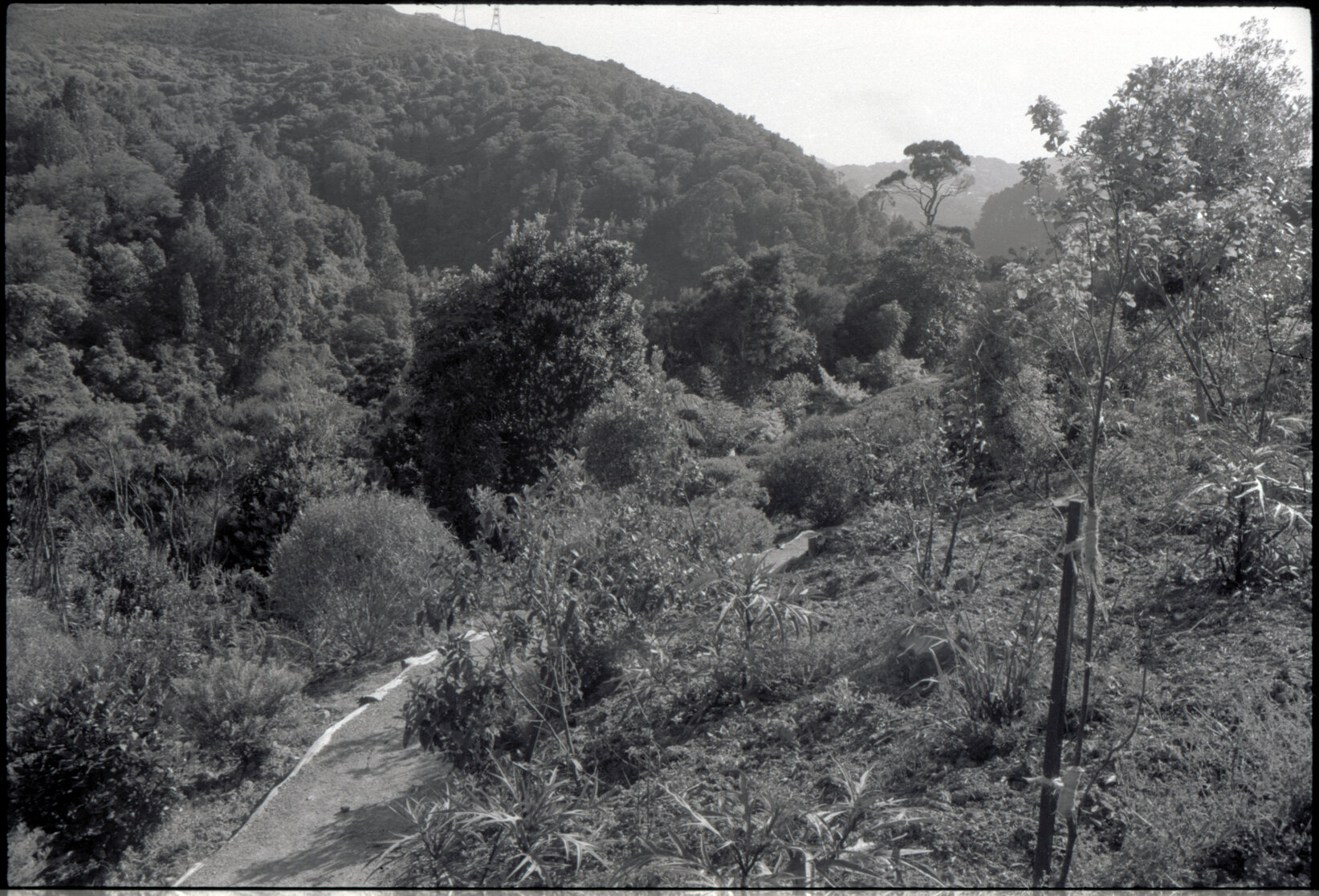 Otari Gardens, bottom of old generic borders