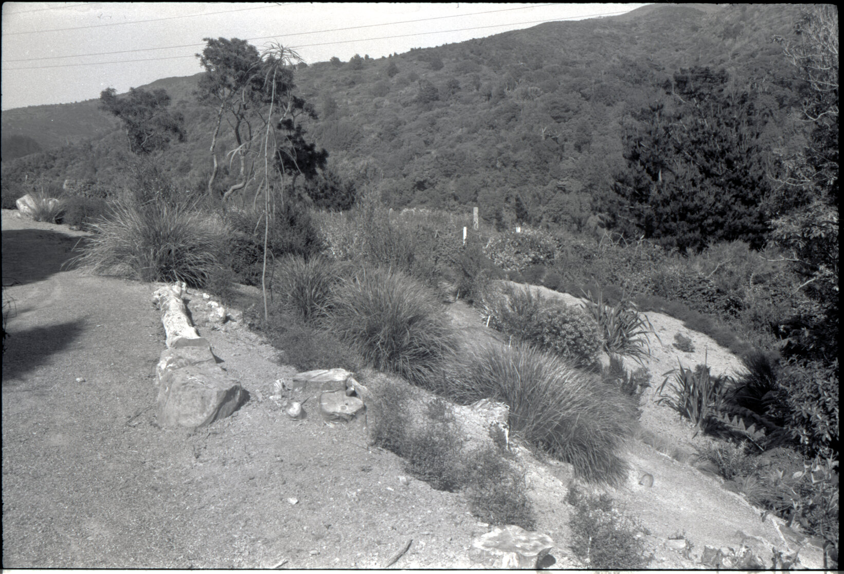 Otari Gardens, bottom of old generic borders