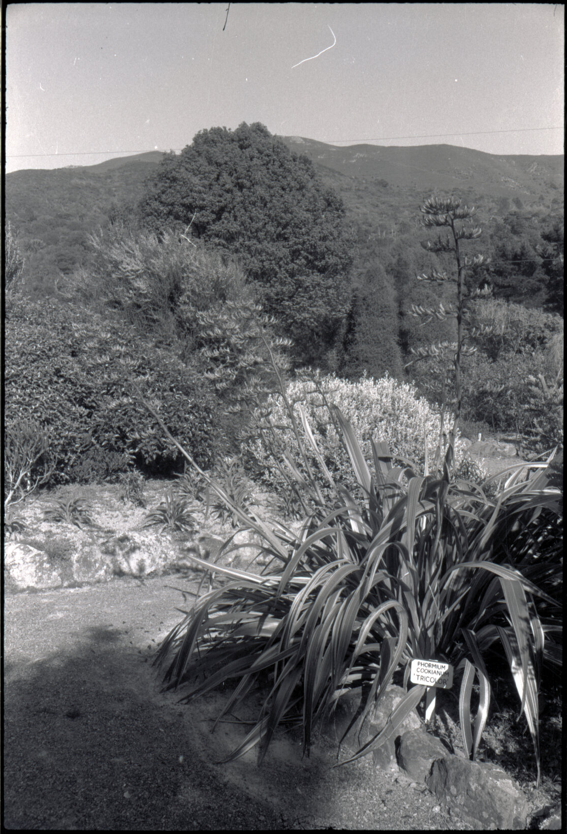 Otari Gardens, shrubs etc