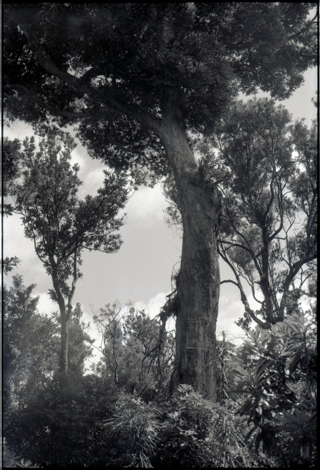 View of trees, Otari Park