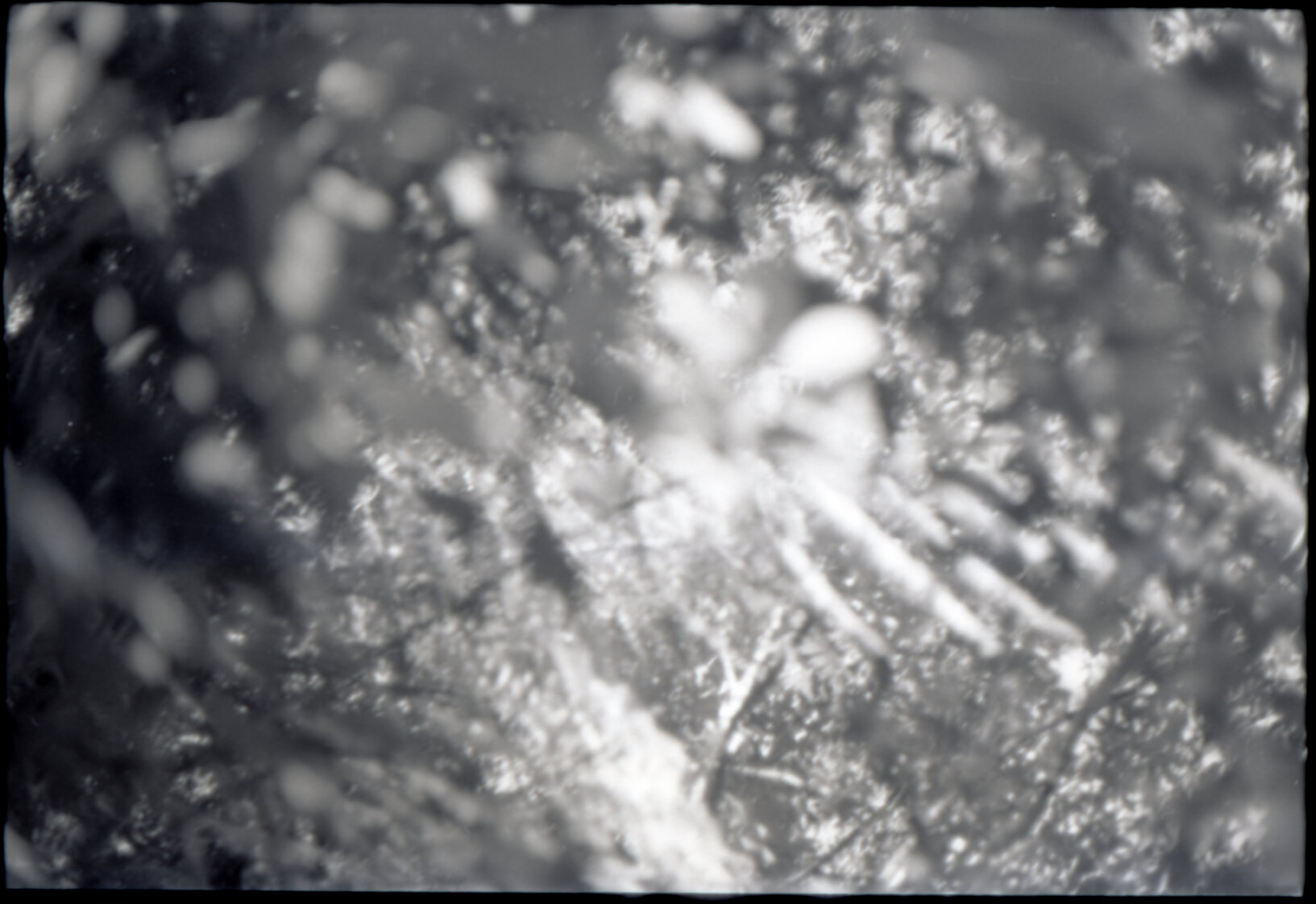 Light shining through foliage, Otari Park