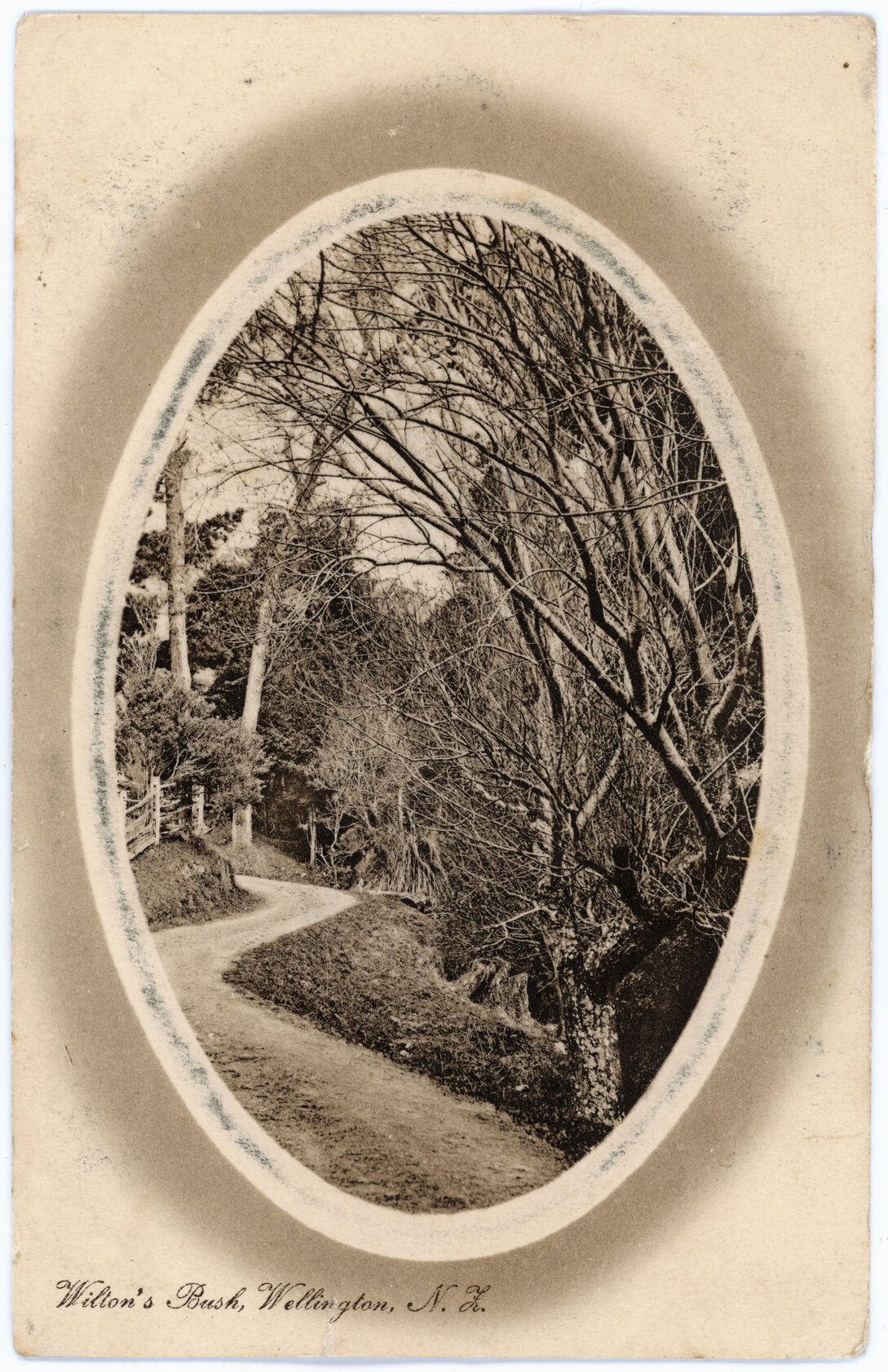 Wilton's Bush, Wellington, New Zealand