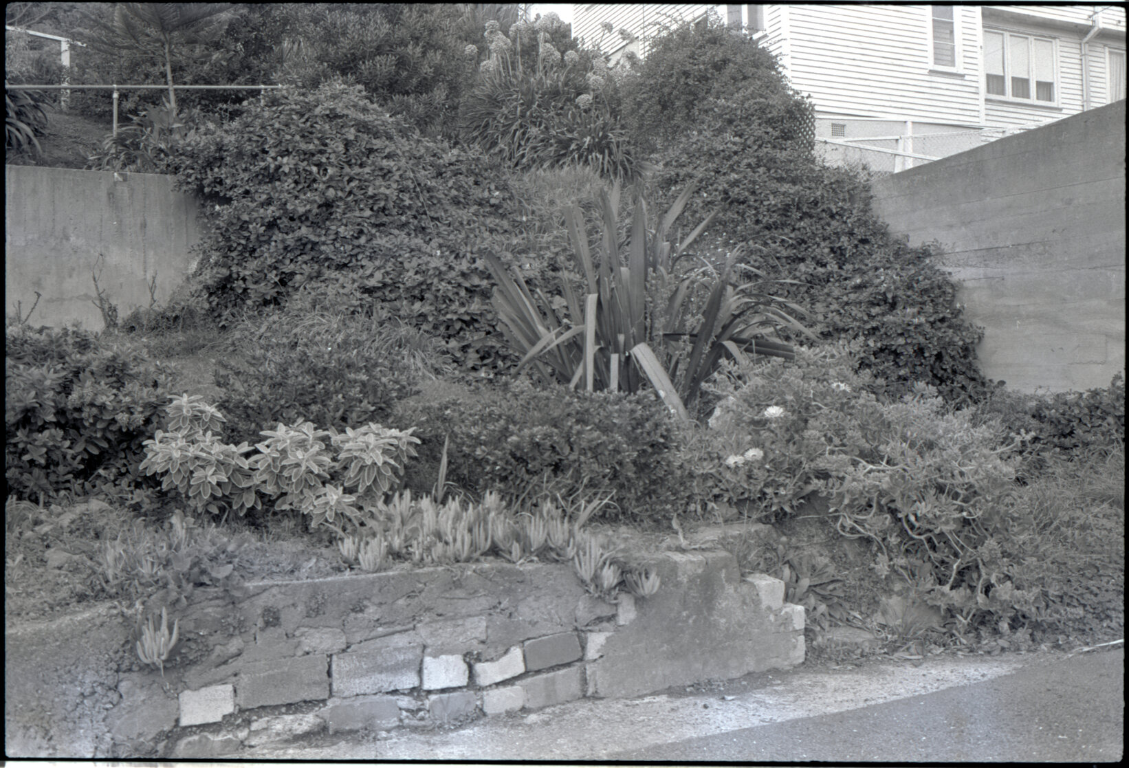 8 Walden Street: front yard prior sewer work