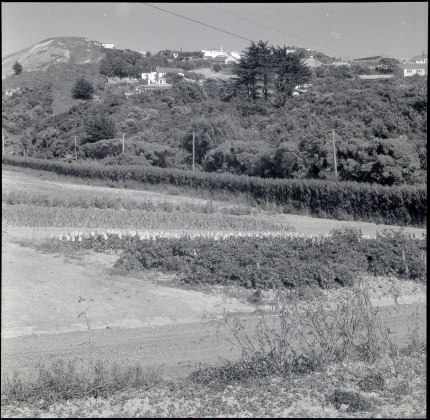 h. Berhampore Nursery, gardens
