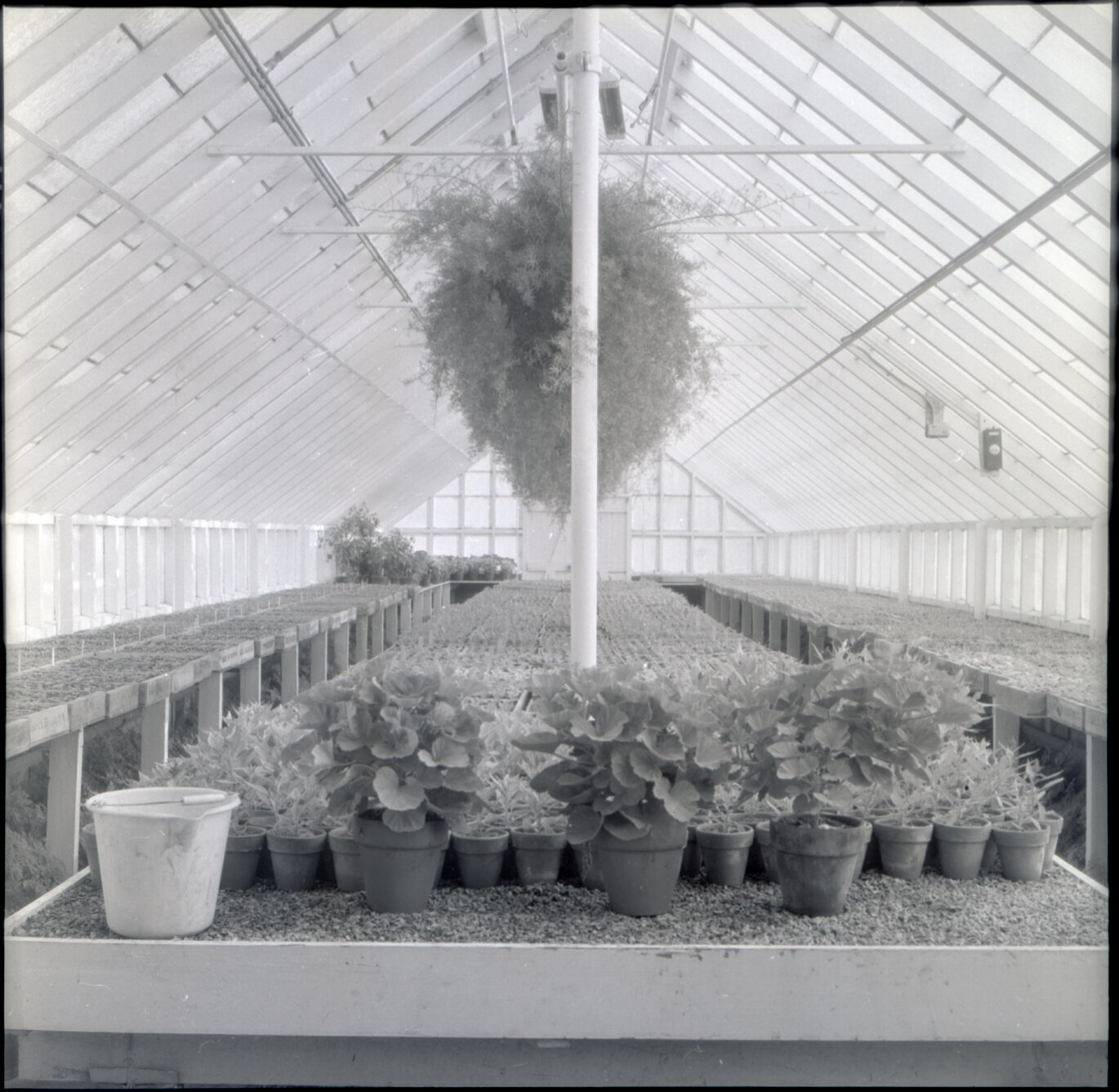 m. Berhampore Nursery, glass house