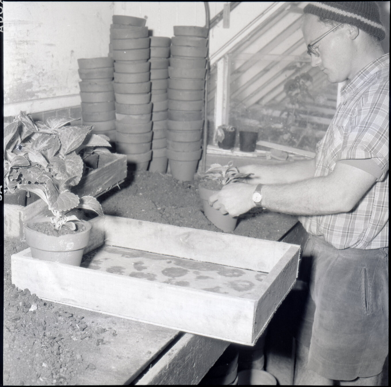 b. Berhampore Nursery, potting shed, staff potting seedlings