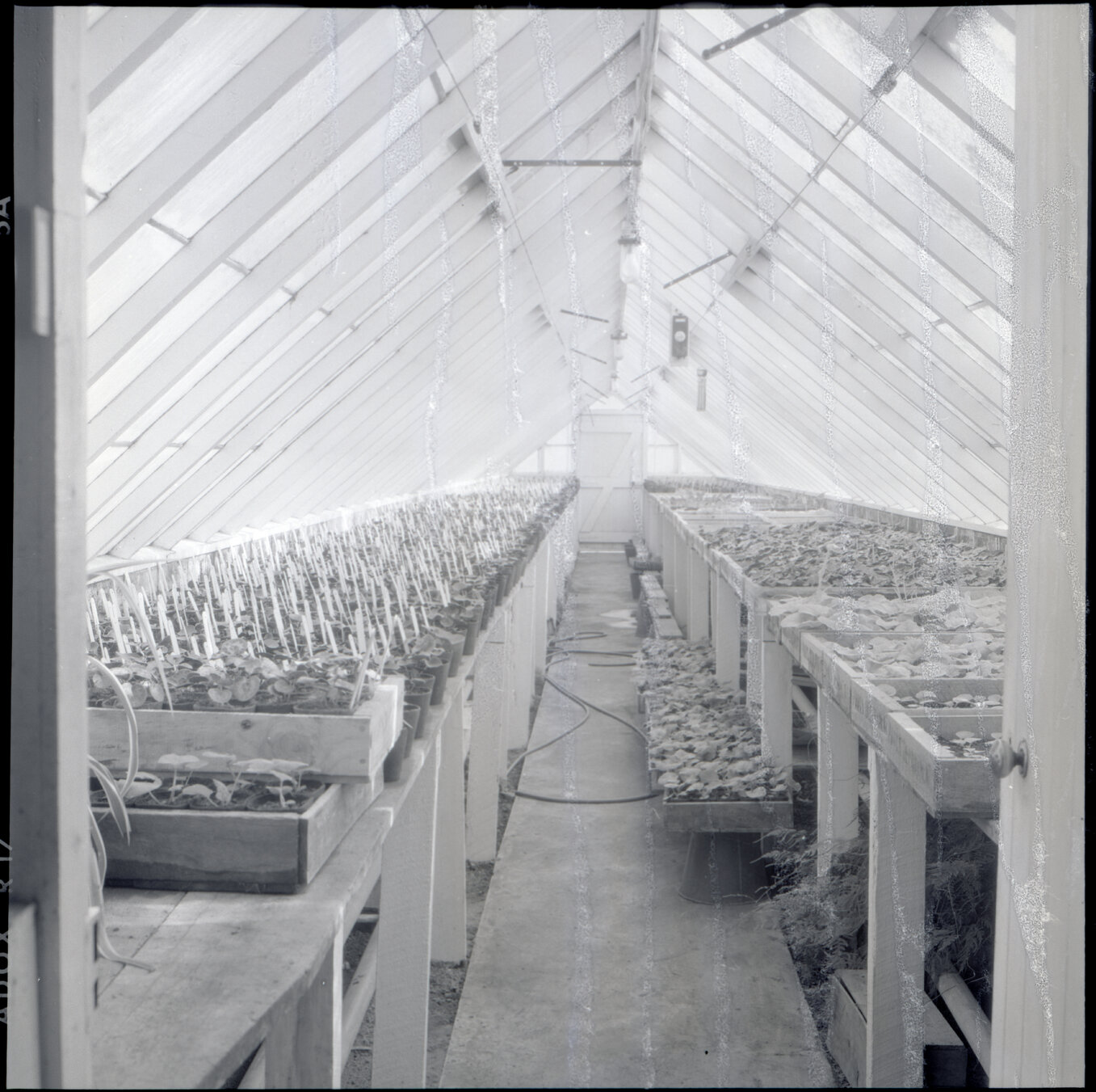 c. Berhampore Nursery, glass house