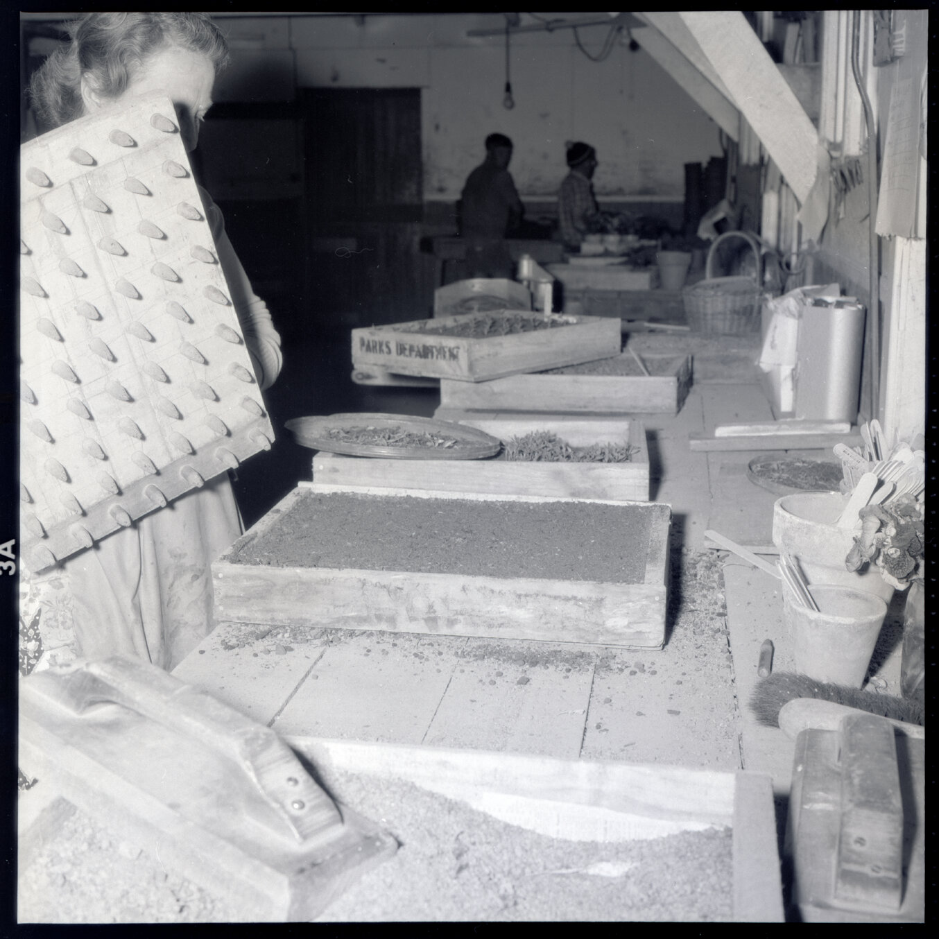 s. Berhampore Nursery, potting shed, staff potting seedlings