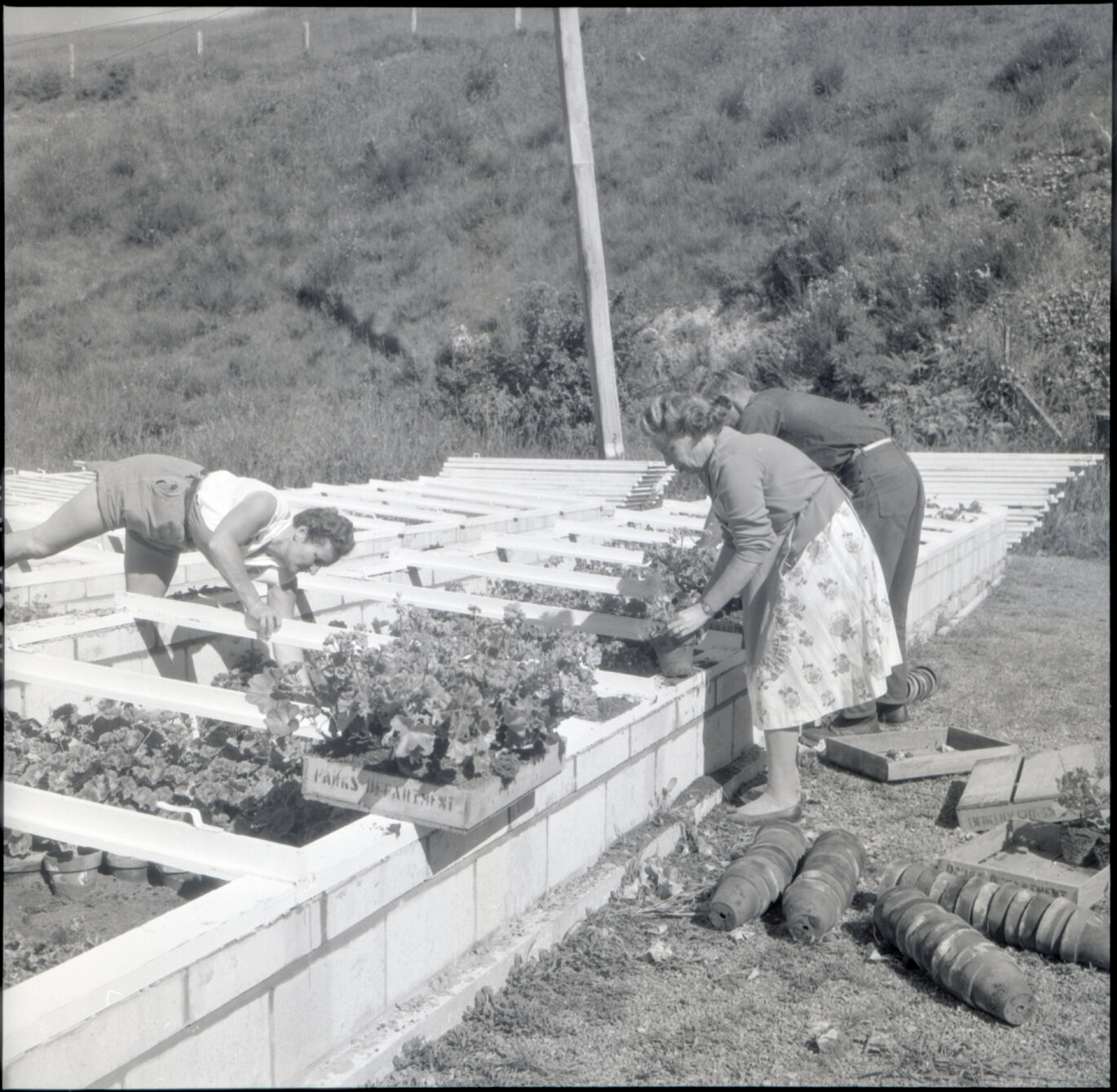 d. Berhampore Nursery, gardens with staff planting seedlings