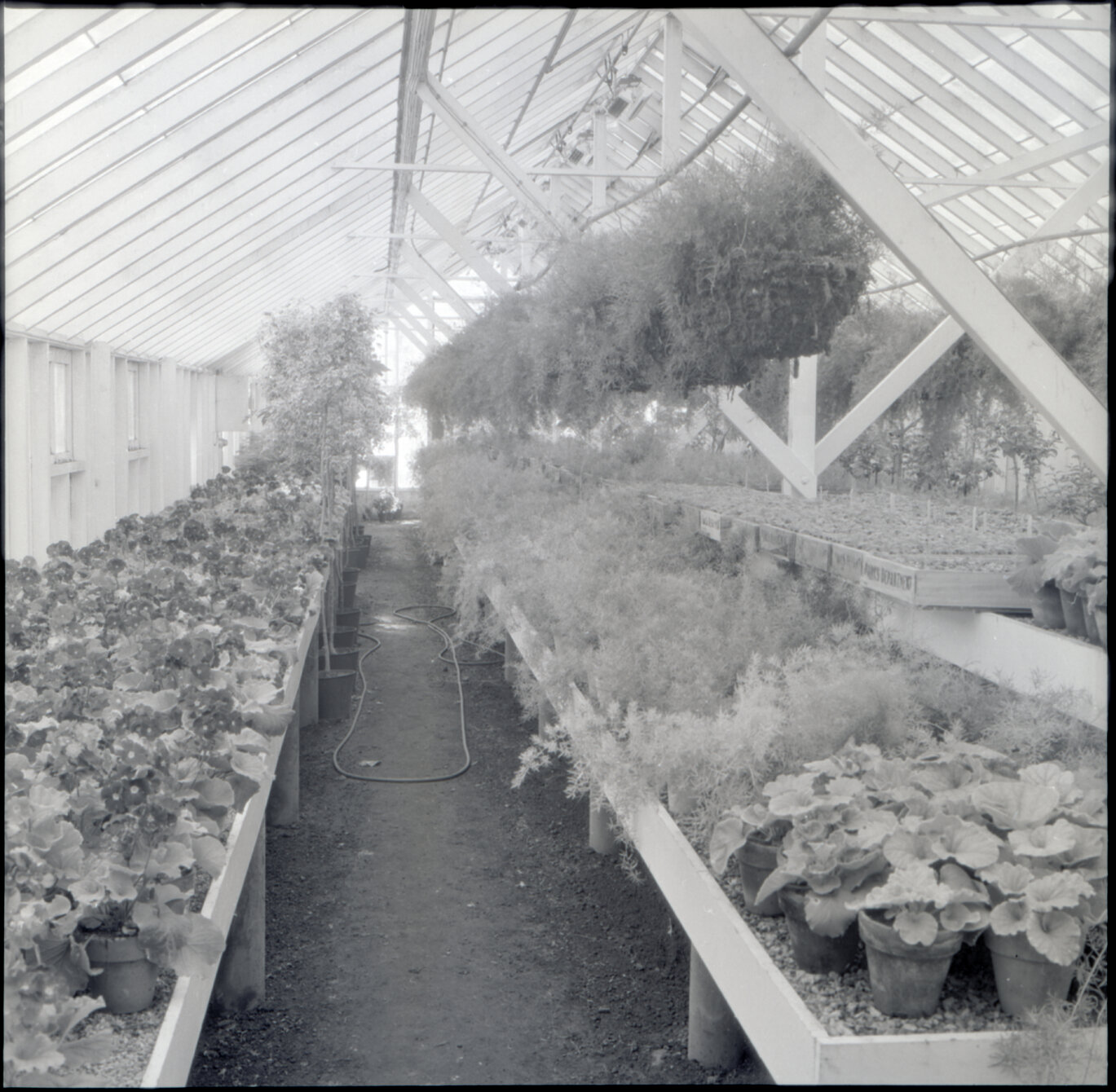 l. Berhampore Nursery, glass house