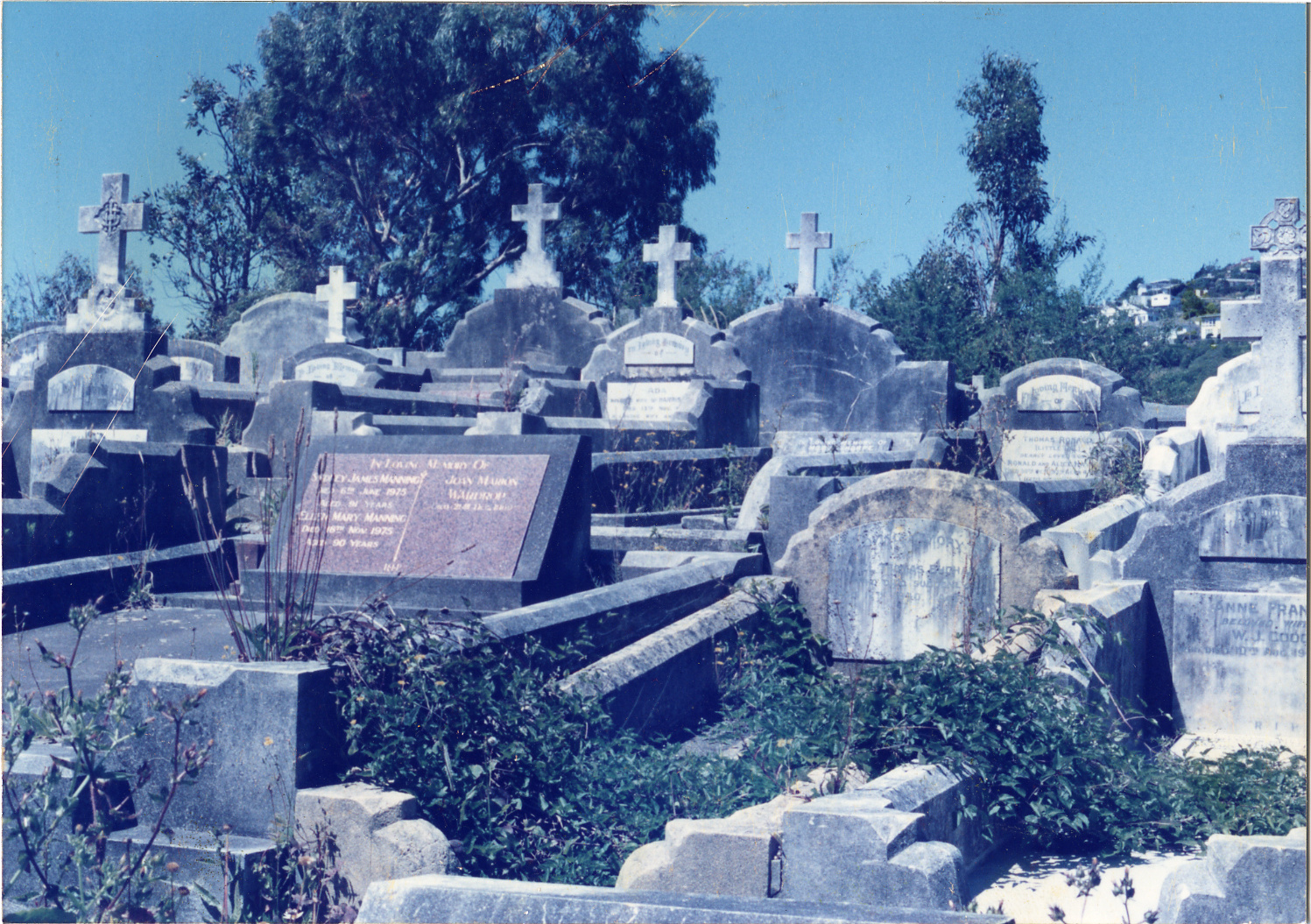 Karori Cemetery, Clematis Vitalba in AP-WR, 17 January 1989