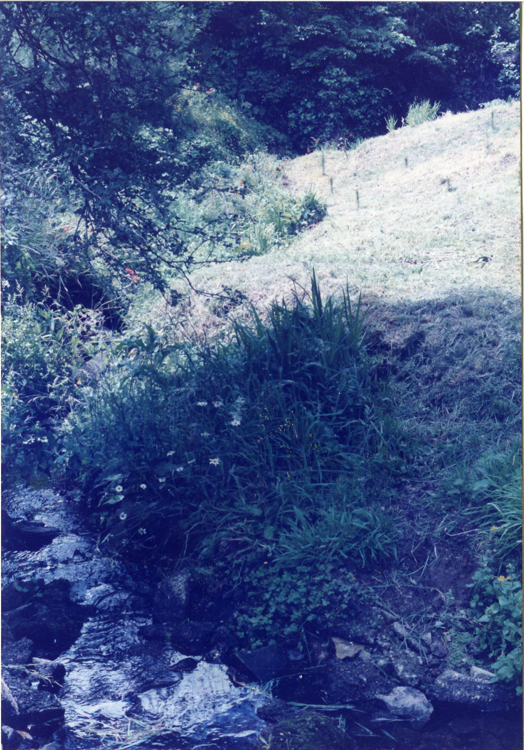 Karori Cemetery, Greek Valley, stream in 'Greek Valley', 11 January 1989