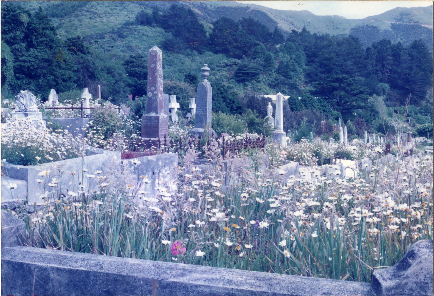 Karori Cemetery, Wildflowers in A-LPI, 14 December 1988