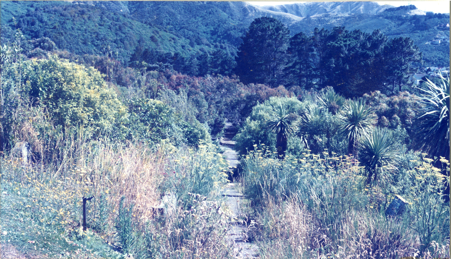 Karori Cemetery, Path N in N-VP2 looking north, 17 January 1989