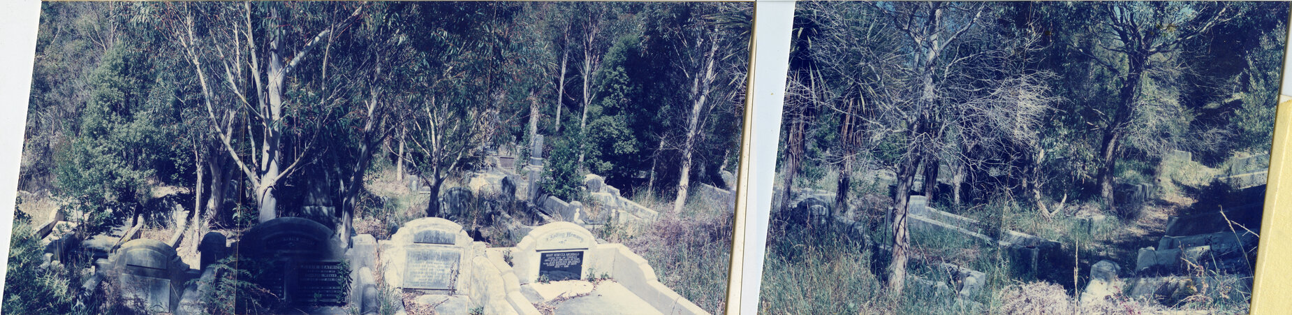 Karori Cemetery, WH-NP2 well established gums, 17 January 1989