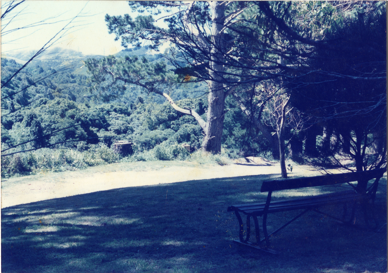 Karori Cemetery, Seat at bottom of ZR looking to Otari, 17 January 1989