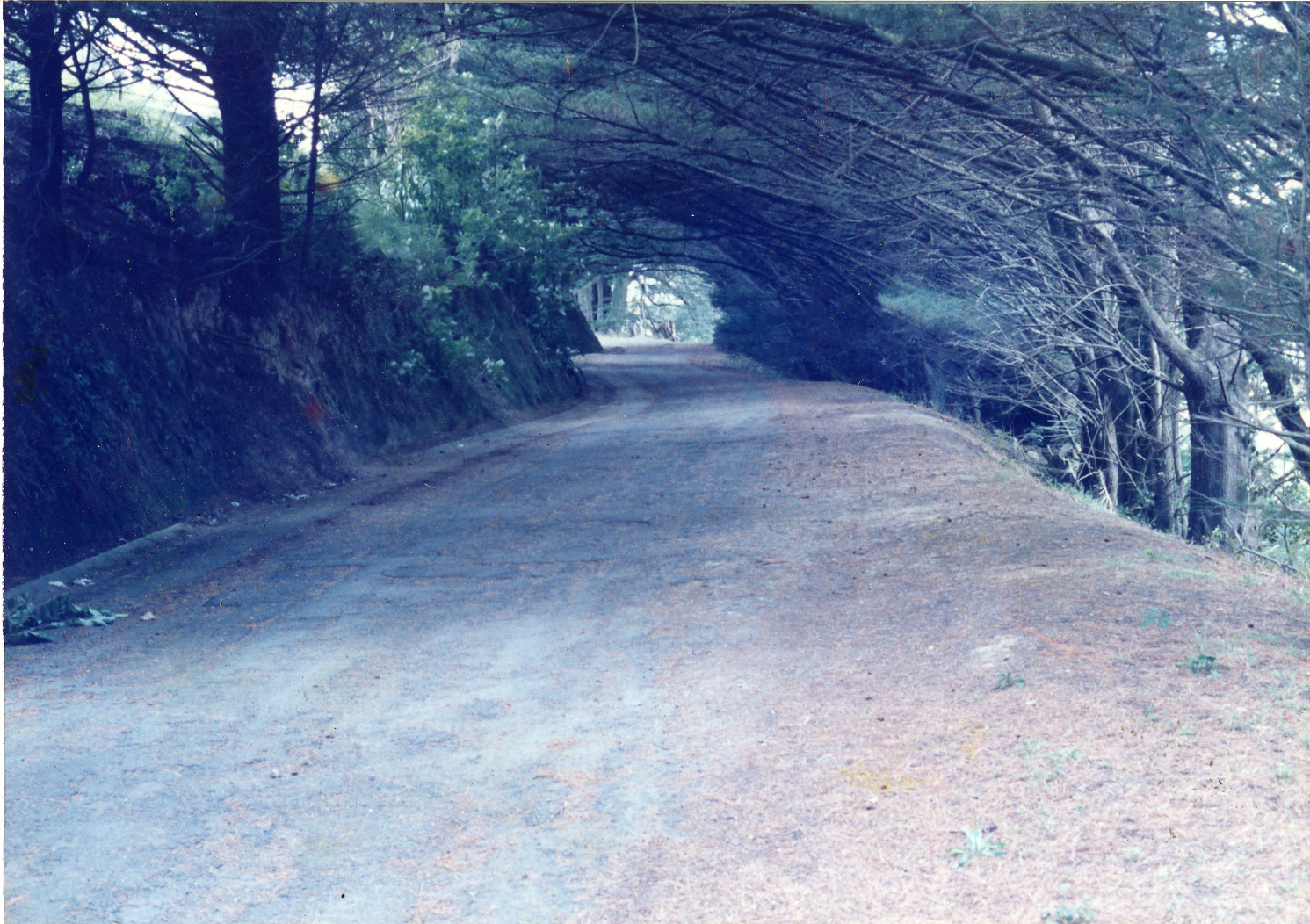 Karori Cemetery, Road between ZR and WR, L and R resp, 11 January 1989