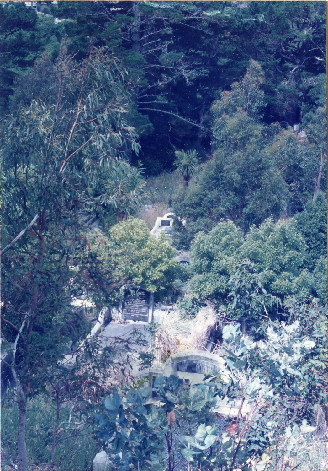 Karori Cemetery, Gums in WH-NP2 (Western Park), 11 January 1989