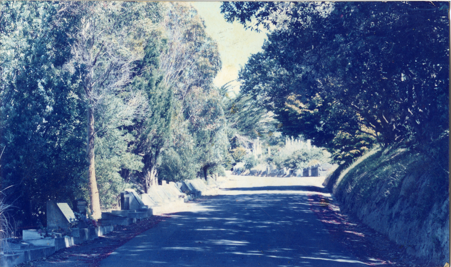 Karori Cemetery, Road past McCarthys showing ash plots, 17 January 1989