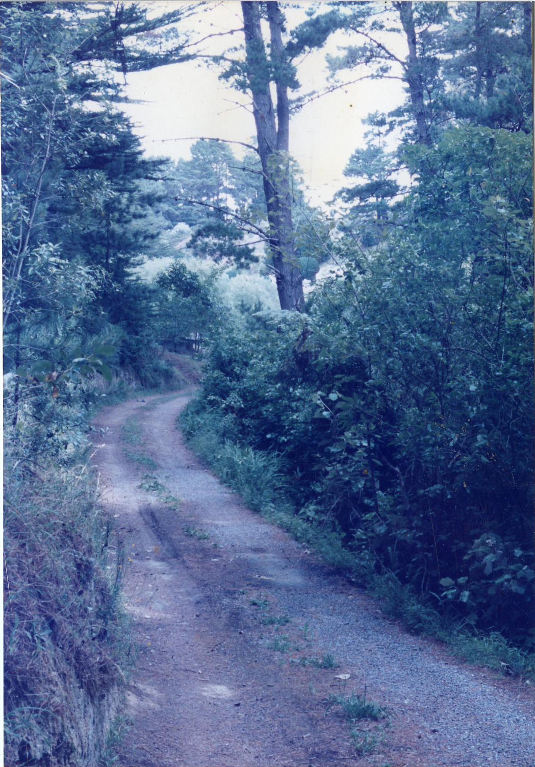 Karori Cemetery, Greek Valley, Road into Greek Valley, 11 January 1989