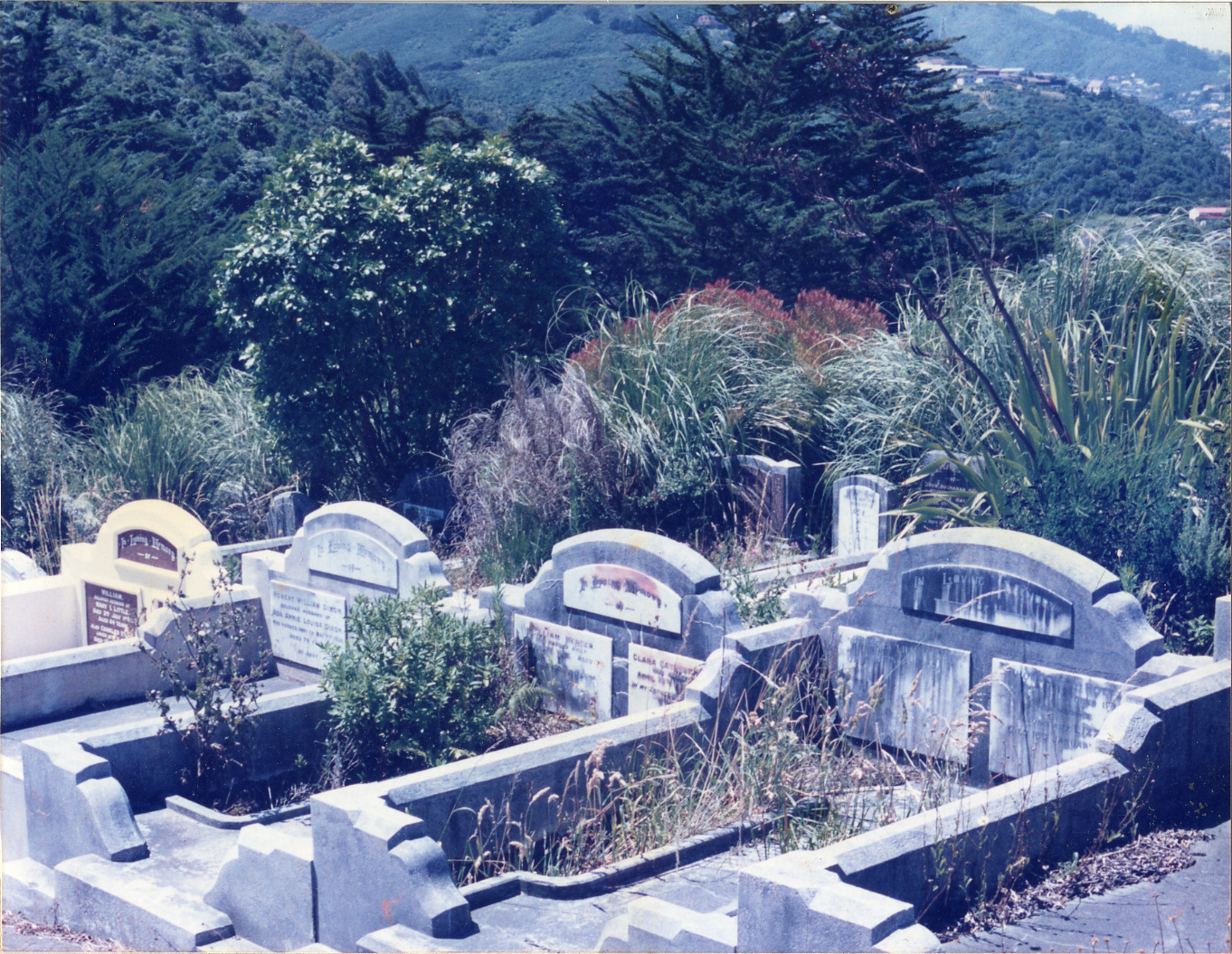 Karori Cemetery, Typical results of planting work in Peter Fraser area, 11 January 1989