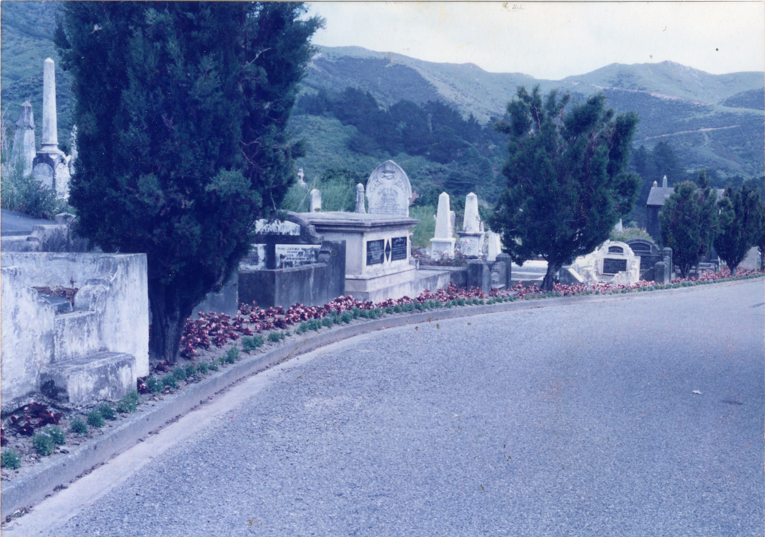 Karori Cemetery, Main driveway bedding out, 14 December 1988