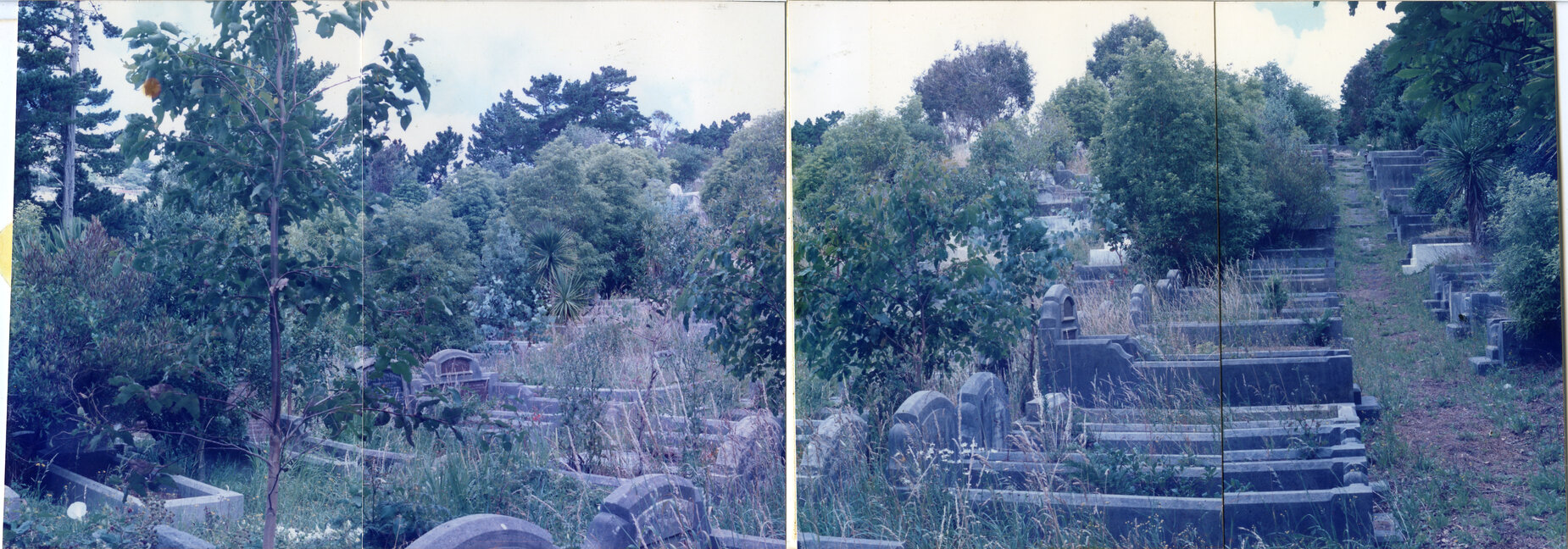 Karori Cemetery, Lemonwood plantings in YP2, part of Western park, 11 January 1989