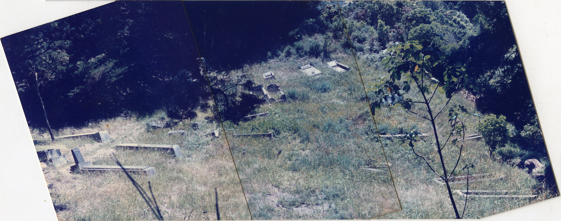 Karori Cemetery, Fantail Gully, AP3, 11 January 1989