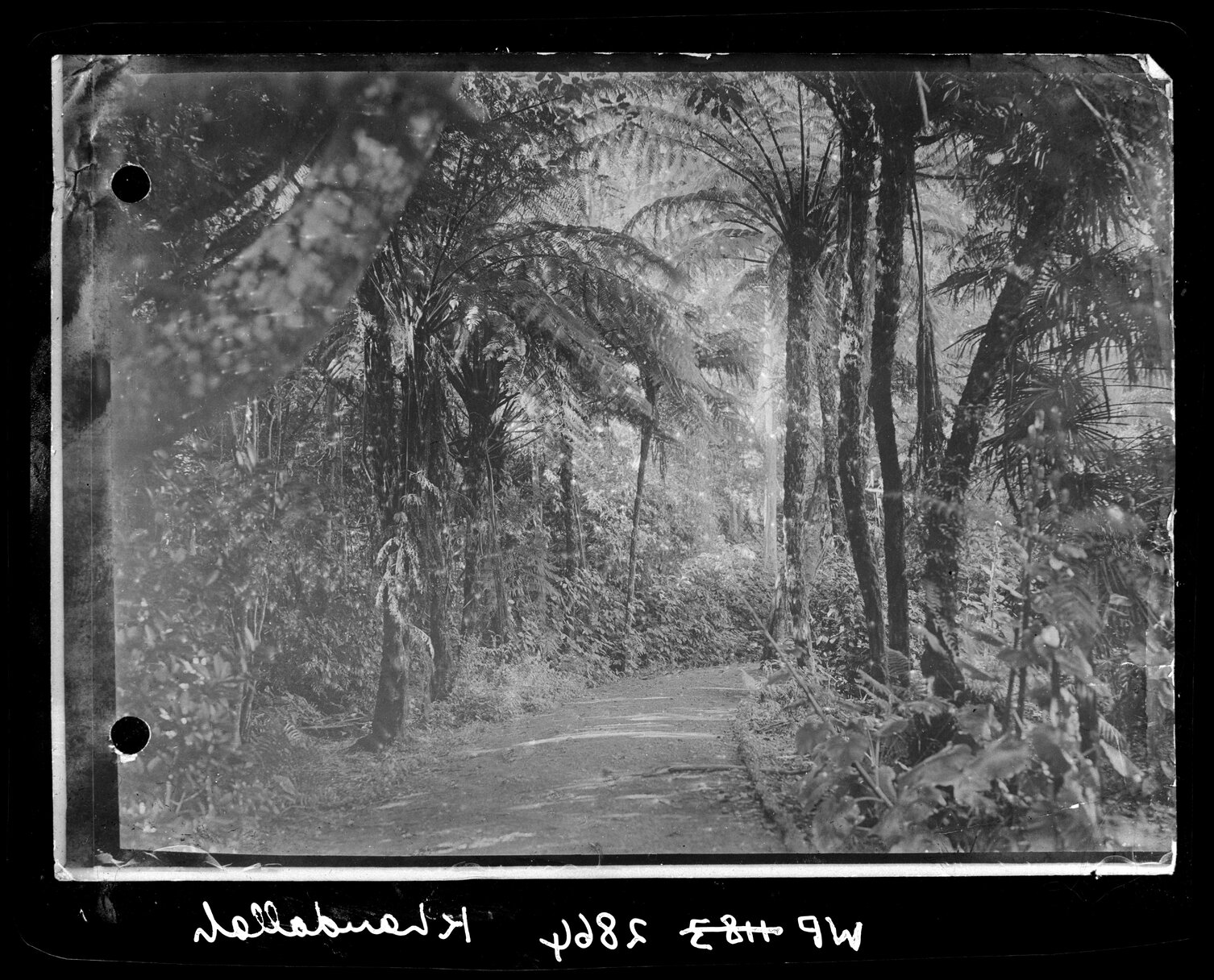 Khandallah Bush Reserve