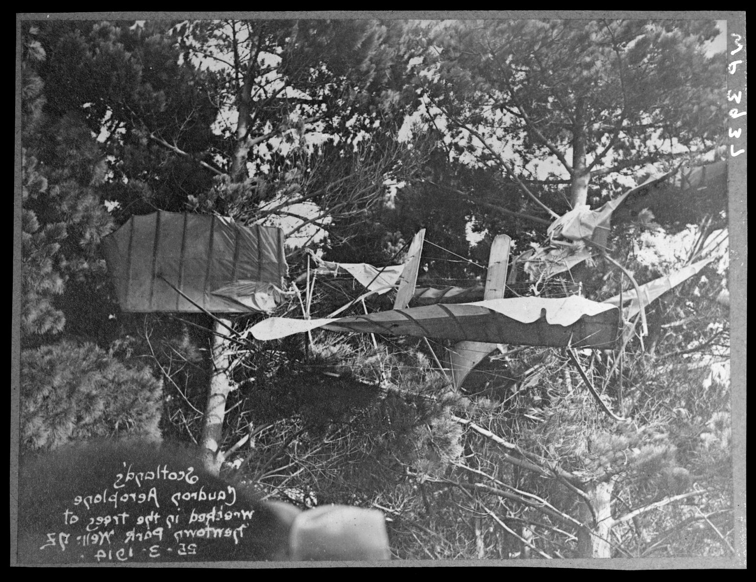 J W H Scotland's Caudron Biplane wrecked in trees at Newtown Park, 25 March 1914.