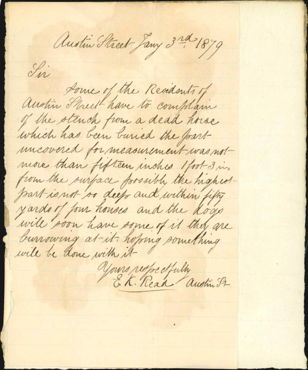 Complaint re dead horse, Austin Street - E K Read