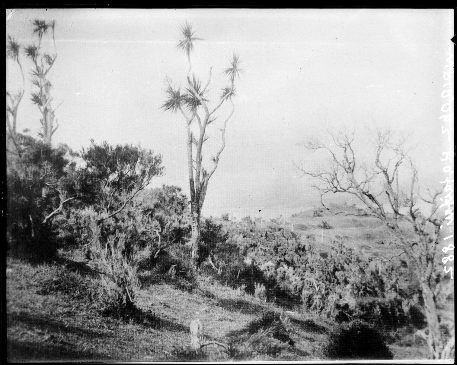 Uncleared land, Hataitai
