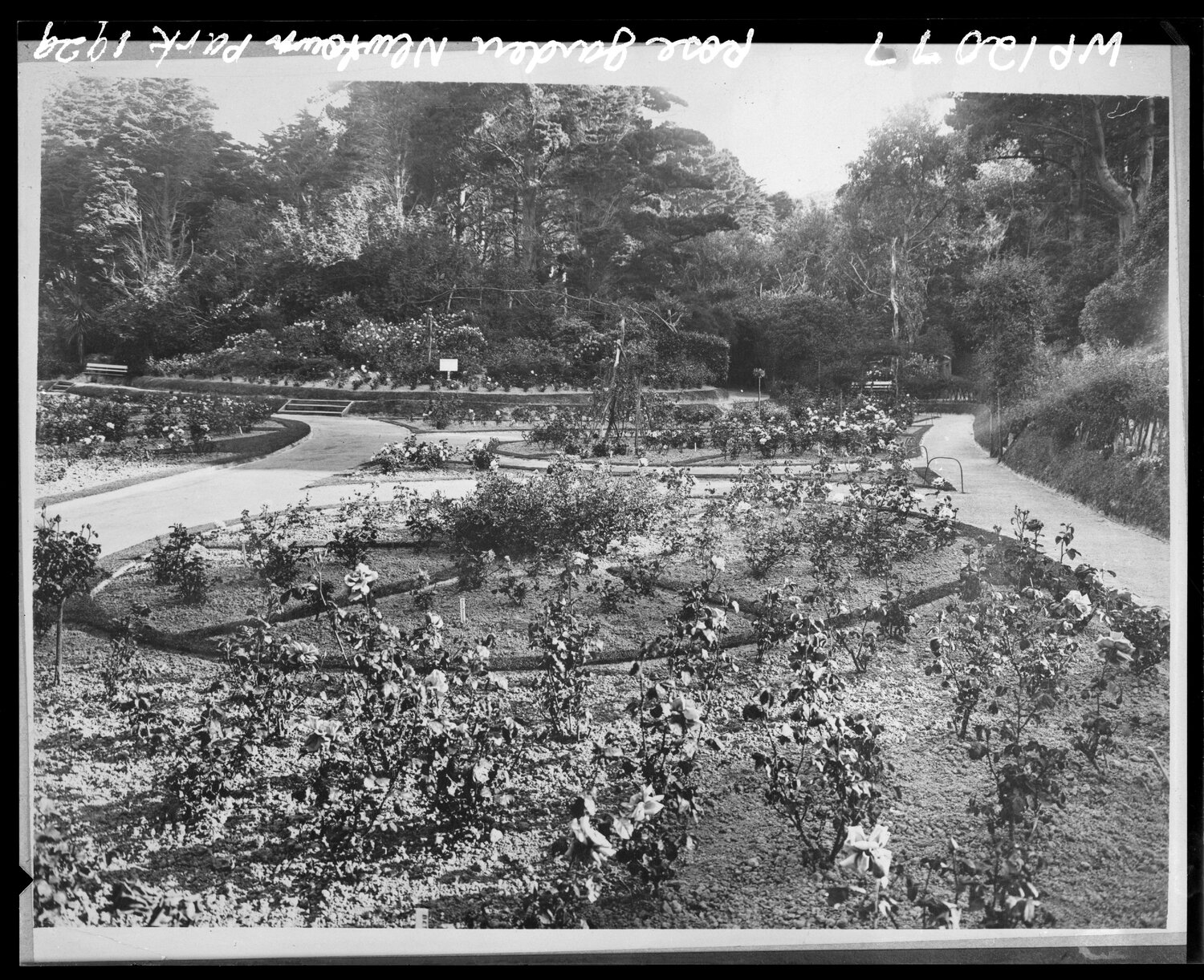 Rose Gardens, Zoological Gardens